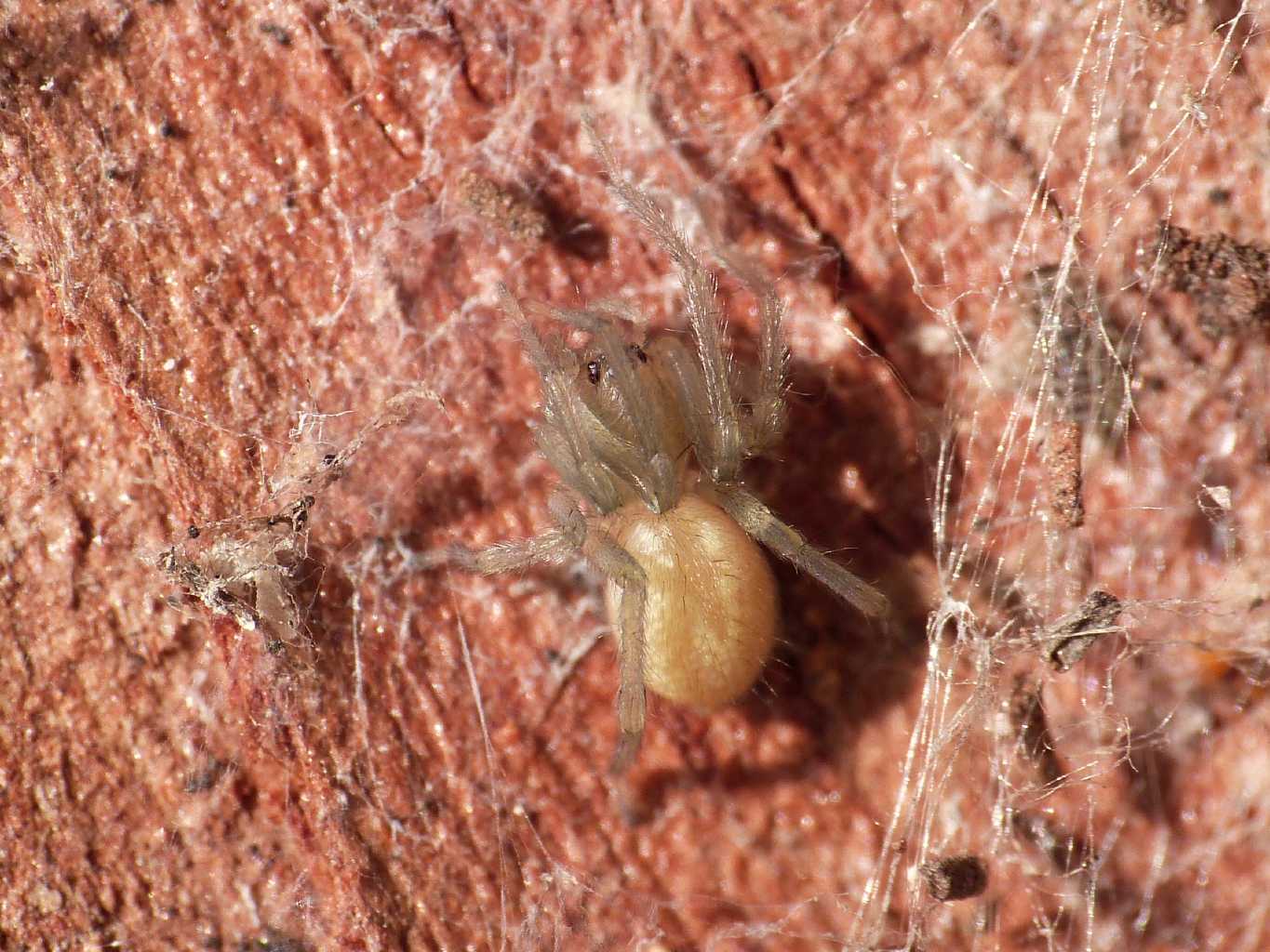 Giovane Cheiracanthium mildei - Ostia (RM)